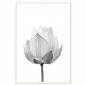 Lotus Flower Full Bloom Art Print