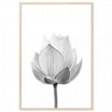 Lotus Flower Full Bloom Art Print