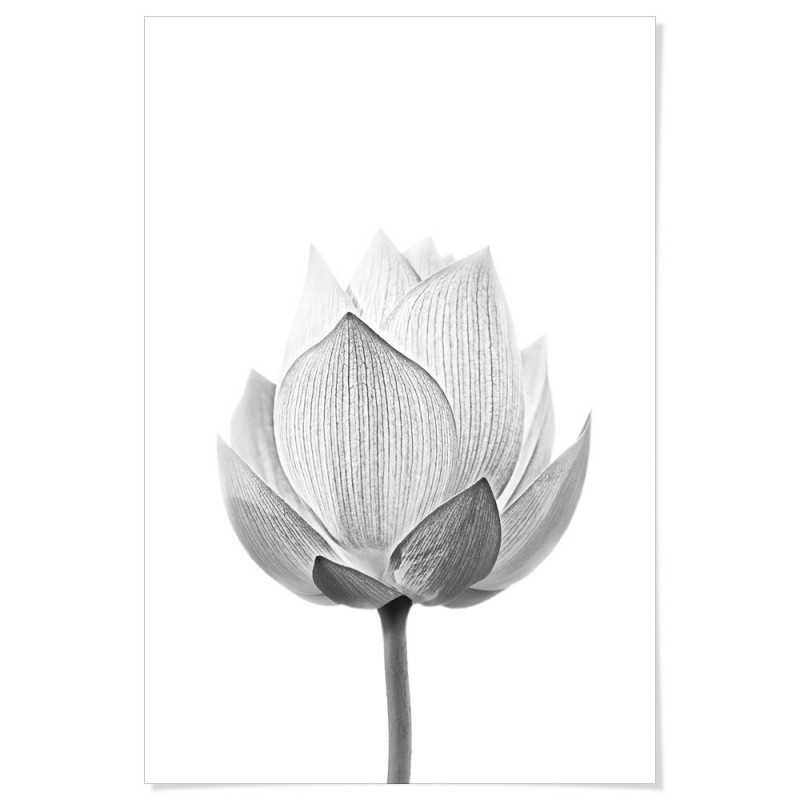 Lotus Flower Full Bloom Art Print