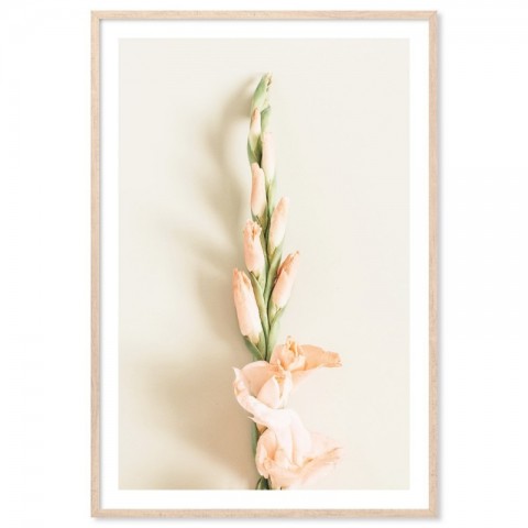 Peach Gladiolus Flower Art Print