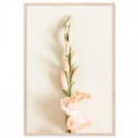 Peach Gladiolus Flower Art Print