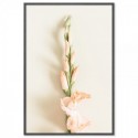 Peach Gladiolus Flower Art Print