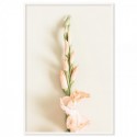 Peach Gladiolus Flower Art Print