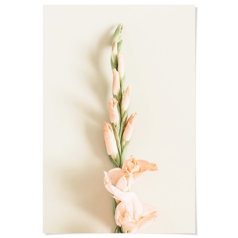 Peach Gladiolus Flower Art Print