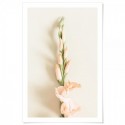 Peach Gladiolus Flower Art Print