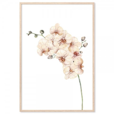 Peach Orchids Watercolour Art Print