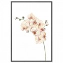 Peach Orchids Watercolour Art Print