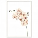 Peach Orchids Watercolour Art Print