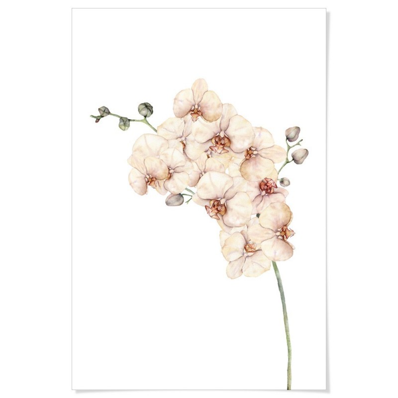 Peach Orchids Watercolour Art Print