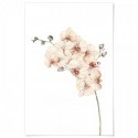 Peach Orchids Watercolour Art Print