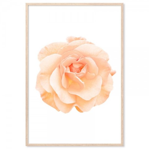 Peach Rose Art Print