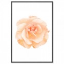 Peach Rose Art Print