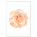 Peach Rose Art Print
