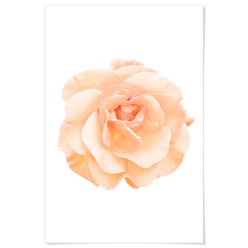 Peach Rose Art Print