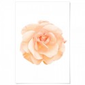 Peach Rose Art Print