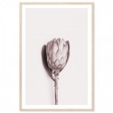 Pink Protea Flower Art Print