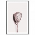 Pink Protea Flower Art Print