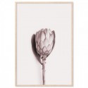 Pink Protea Flower Art Print