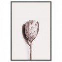 Pink Protea Flower Art Print