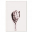 Pink Protea Flower Art Print