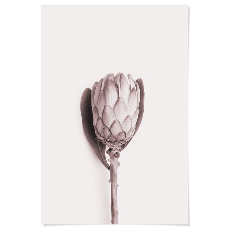 Pink Protea Flower Art Print