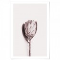 Pink Protea Flower Art Print