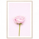 Pink Rose Art Print