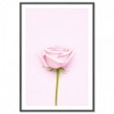 Pink Rose Art Print