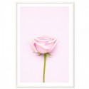 Pink Rose Art Print