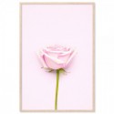 Pink Rose Art Print