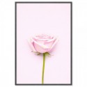 Pink Rose Art Print