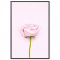 Pink Rose Art Print