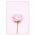 Pink Rose Art Print