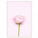 Pink Rose Art Print