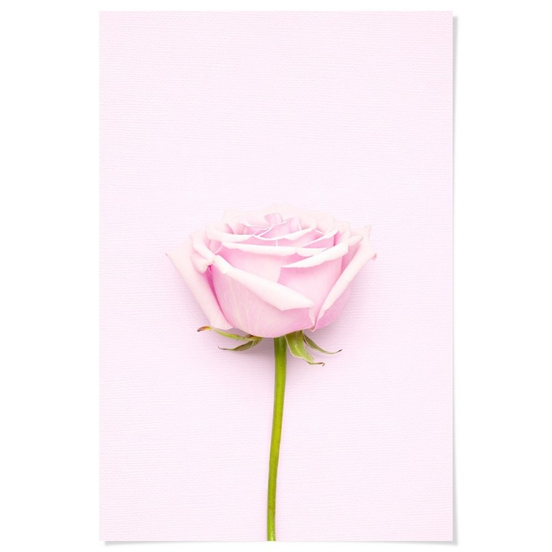 Pink Rose Art Print