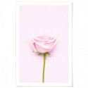 Pink Rose Art Print