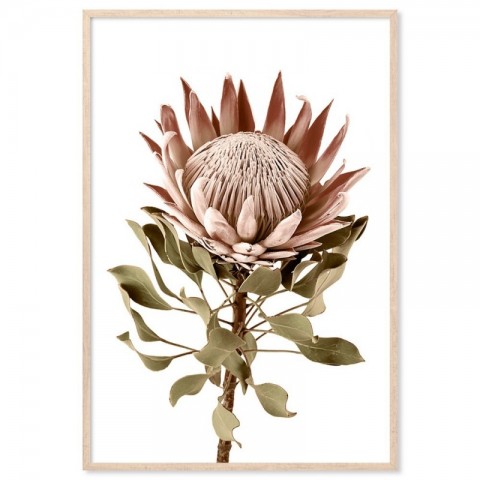 Protea Flower Pink Art Print