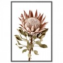 Protea Flower Pink Art Print