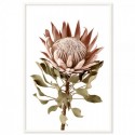 Protea Flower Pink Art Print