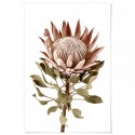 Protea Flower Pink Art Print