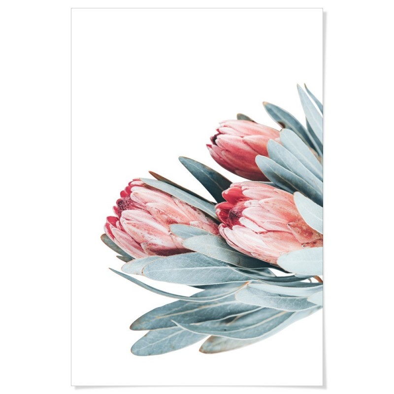 Protea Flowers Bouquet Art Print