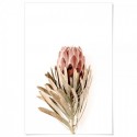 Proteus Flower Art Print