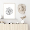 Rose Beauty Art Print