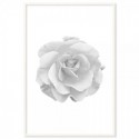 Rose Beauty Art Print