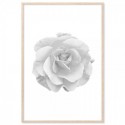 Rose Beauty Art Print