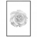 Rose Beauty Art Print