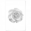 Rose Beauty Art Print