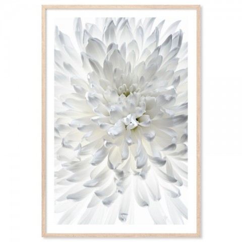 White Chrysanthemum Art Print