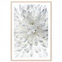 White Chrysanthemum Art Print