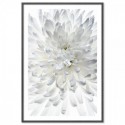 White Chrysanthemum Art Print